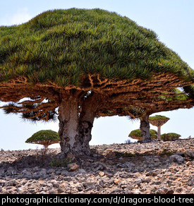 Photo of Dragon's blood trees