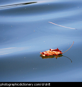 Photo of a drifting leaf