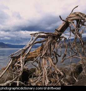 Photo of some driftwood