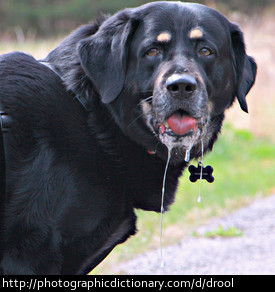 Photo of a drooling dog