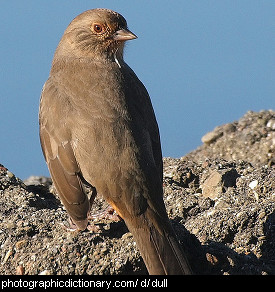 Photo of a dull brown bird