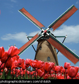 Photo of a windmill and tulips