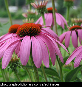 Photo of echinacea flowers