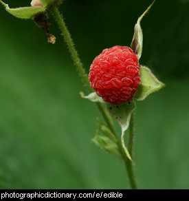 Photo of edible fruits