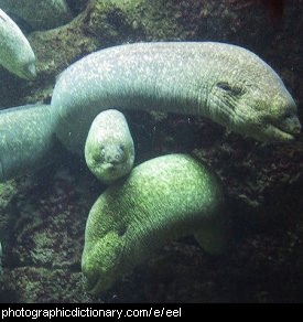 Photo of some eels