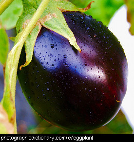 Photo of eggplant or aubergine