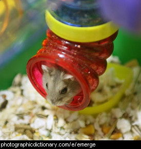 Photo of a mouse emerging from a pipe