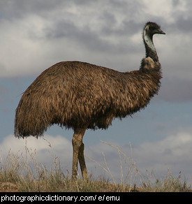 Photo of an emu