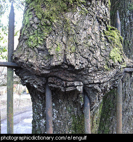 Photo of a tree engulfing a fence