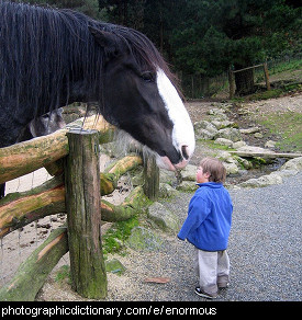 Photo of an enormous horse