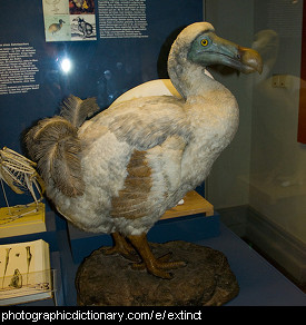 Photo of a dodo