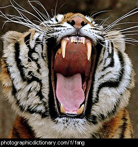 Photo of a tigers fangs