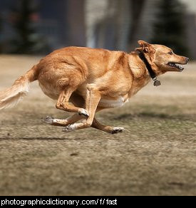 Photo of a dog running very fast
