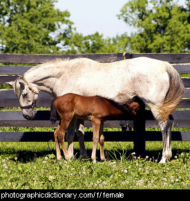Photo of a mare and foal