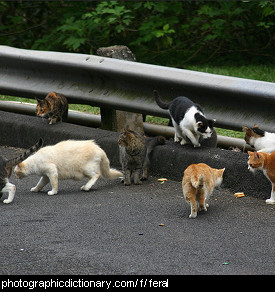 Photo of feral cats