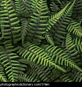 Photo of some fern fronds