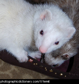 Photo of pet ferrets.