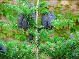 Photo of a fir tree