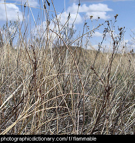 Photo of dry grass