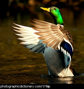 Photo of a flapping bird