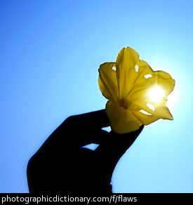 Photo of a flawed flower