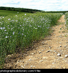 Photo of a field of flax