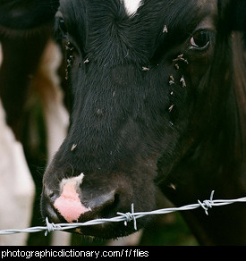 Photo of a cow with flies on its face
