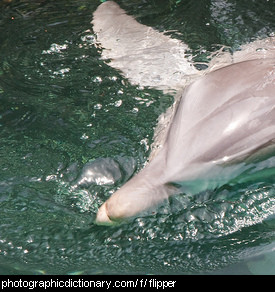 Photo of a dolphin's flipper
