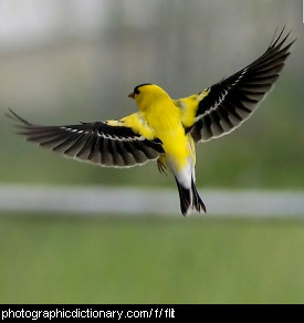 Photo of a bird flitting