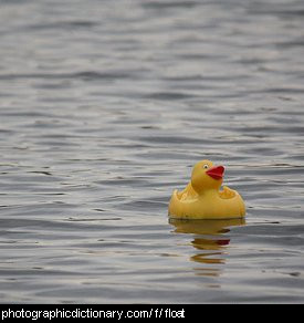Photo of a floating rubber duck