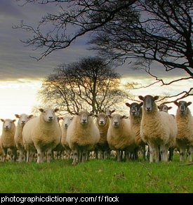 Photo of a flock of sheep