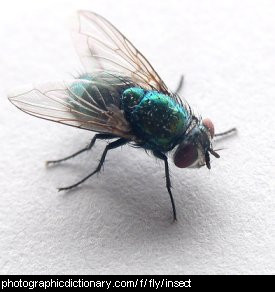 Photo of a housefly