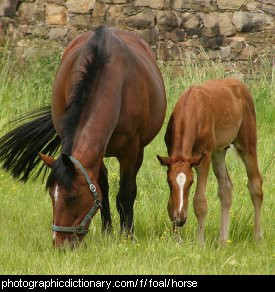 Photo of a mare and foal.