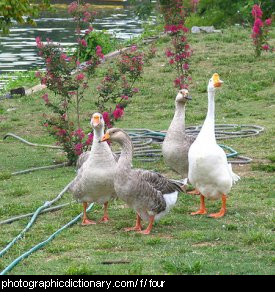 Photo of four geese.
