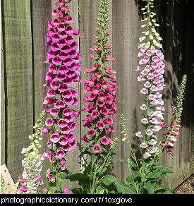Photo of some foxgloves
