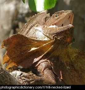 Photo of a frilled lizard