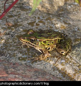 Photo of a frog