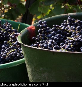 Photo of a bucket full of grapes.