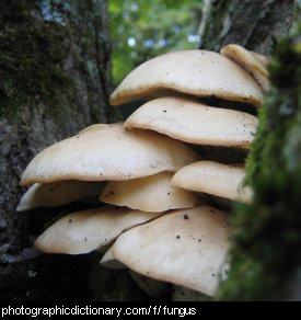 Photo of fungi