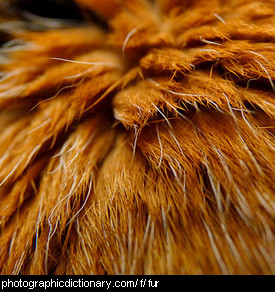 Photo of cat fur