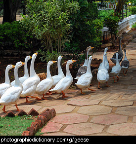 Photo of a group of geese