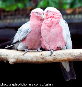 Photo of two galahs