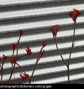 Photo of galvanized corrugated iron