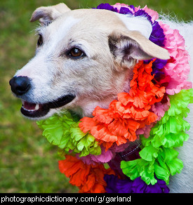 Photo of a dog wearing garlands