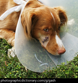 Photo of a wounded dog