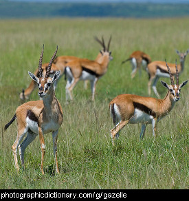 Photo of Thompson's gazelles