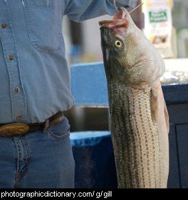 photo of a fish with gills