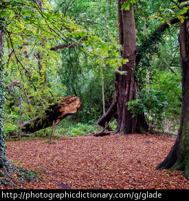 Photo of a glade in a forest