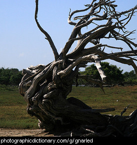 Photo of a gnarled tree