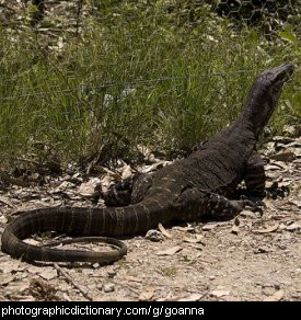 Photo of a goanna